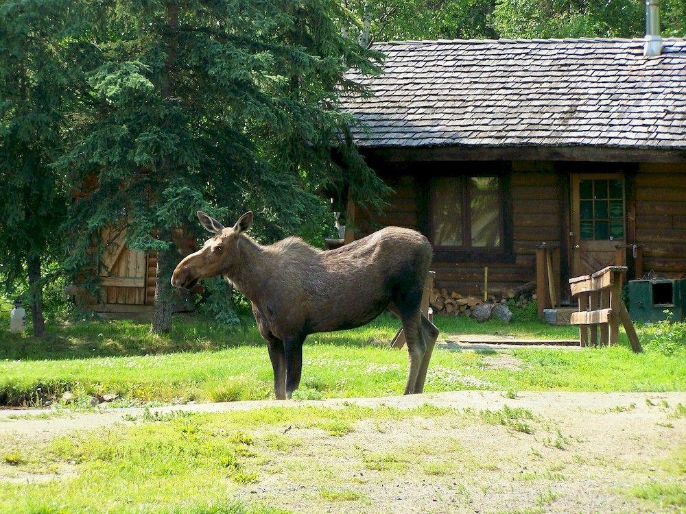 Chena Hot Springs Resort Fairbanks Kültér fotó
